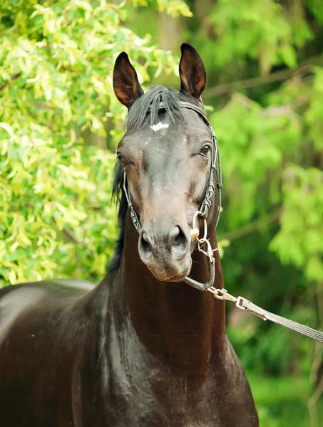 Portrait of wonderful black trakehner stallion — Stock Photo, Image