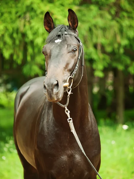 Portrét krásné černé koně — Stock fotografie