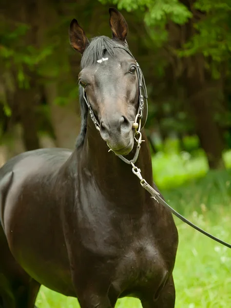 Portrait of wonderful black trakehner stallion — Stock Photo, Image