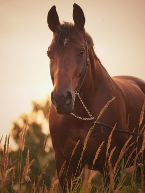 Portrait of amazing bay horse at sunset clipart