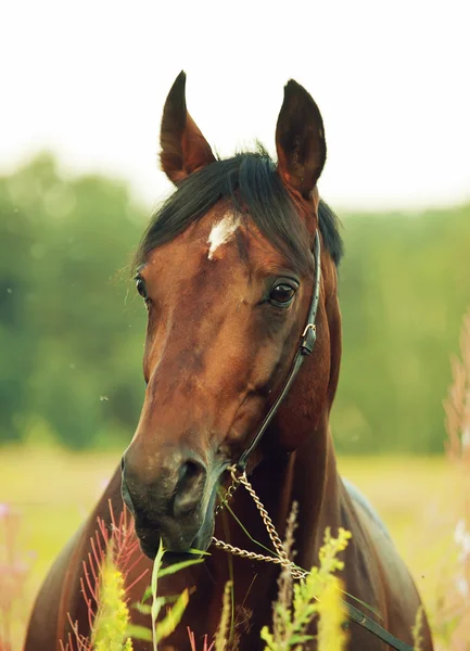 Retrato de cavalo incrível baía no campo de flores — Fotografia de Stock