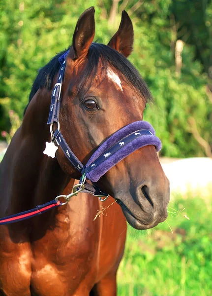 Häst i fin grimma — Stockfoto