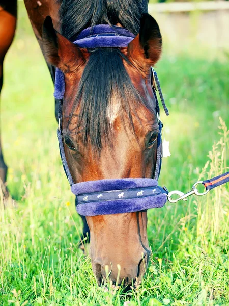 Weidendes Pferd in schönem Halfter — Stockfoto