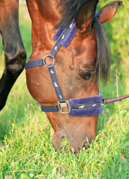Betande häst i fin grimma — Stockfoto