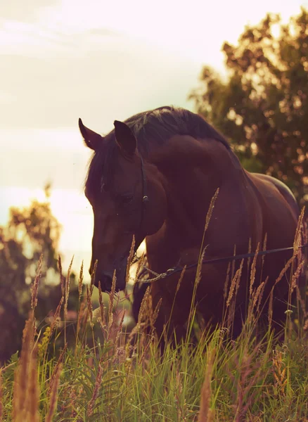 Belo cavalo no prado à noite — Fotografia de Stock