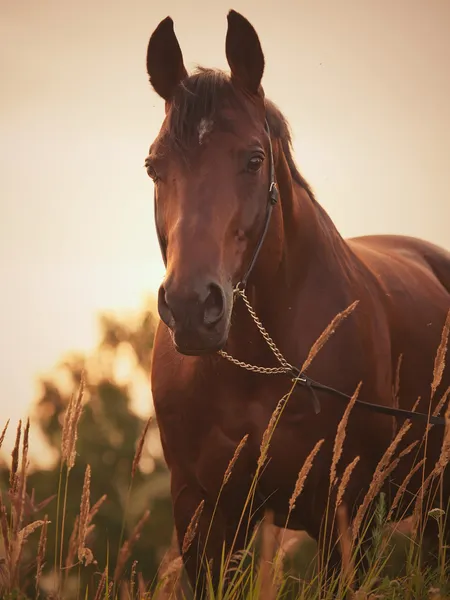 Портрет дивовижного коня затоки на заході сонця — стокове фото