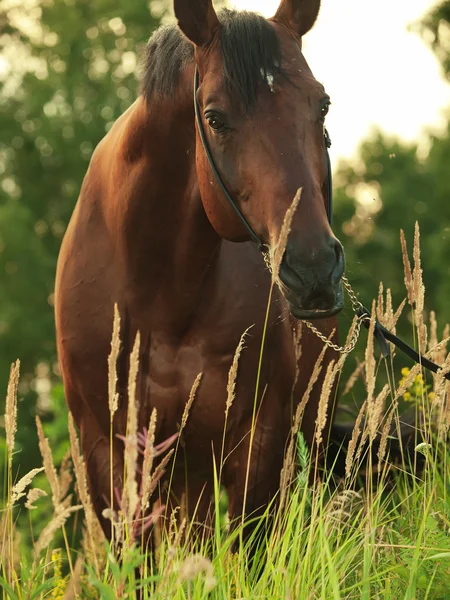 Bonito caballo en el prado por la noche —  Fotos de Stock