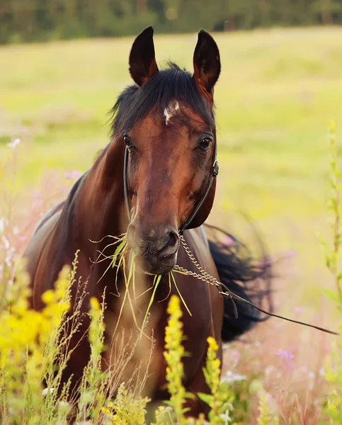 Portrait of amazing bay horse in blossom field — Stock Photo, Image