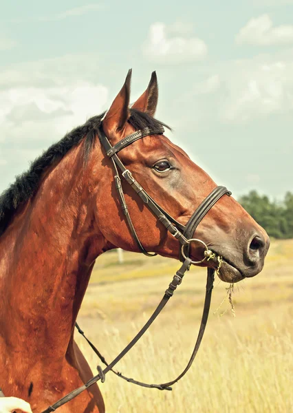 Portrait of bay horse in field — Stock Photo, Image