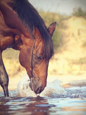 Portrait of nice swimming horse clipart