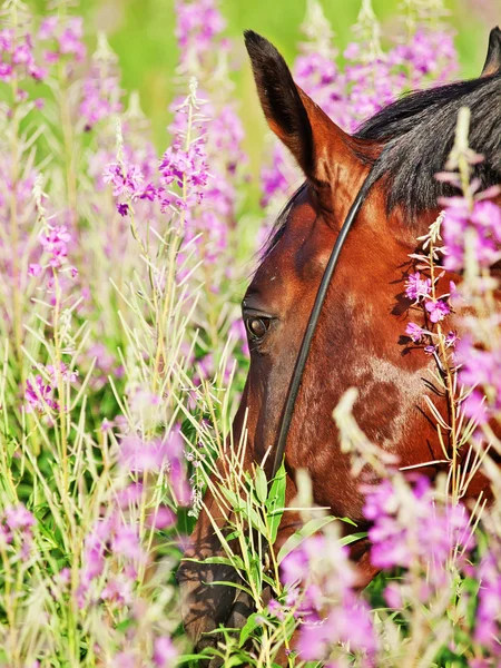 stock image Portrait of amazing bay horse in blossom closeup