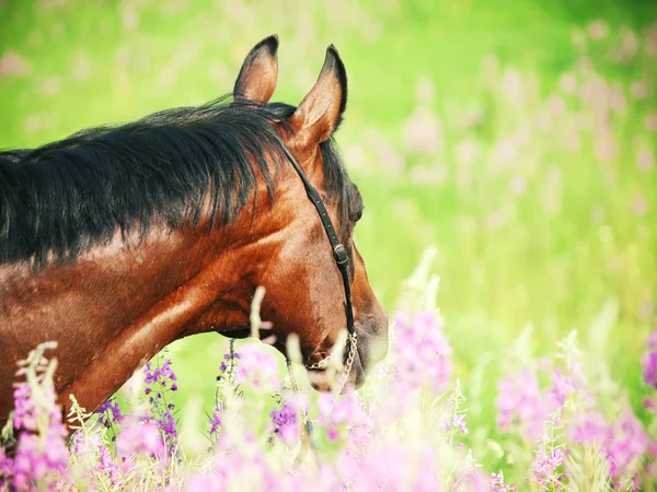 Retrato de hermoso caballo de la bahía en flor primer plano —  Fotos de Stock