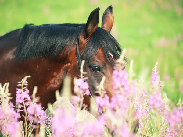 Retrato de increíble caballo de la bahía en flor primer plano —  Fotos de Stock