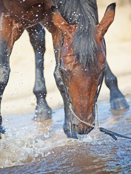 Splashing cavallo baia nel lago — Foto Stock