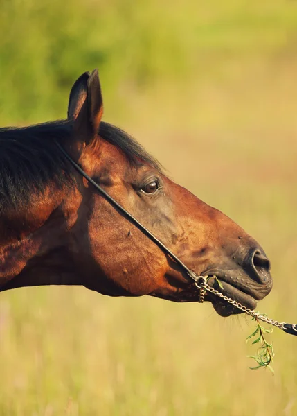 Portrait de cheval de baie dans le champ — Photo