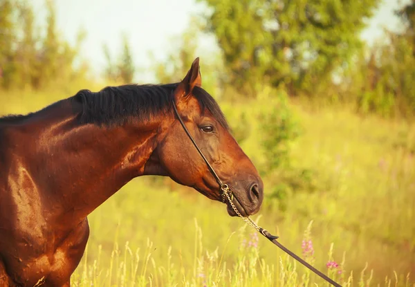 Baai paard in veld — Stockfoto