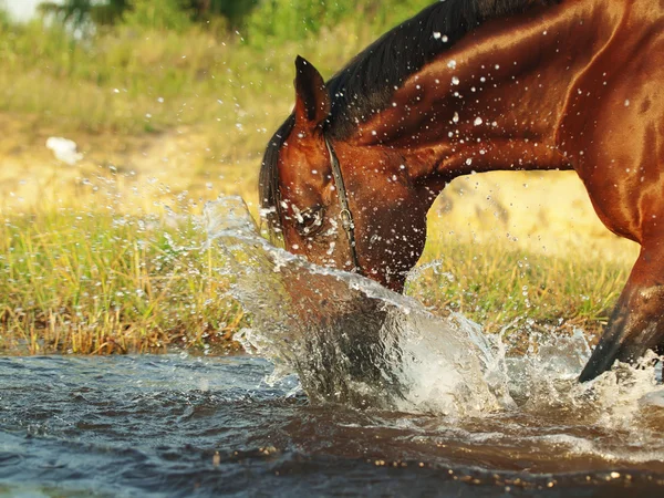 Éclaboussures cheval baie dans le lac — Photo