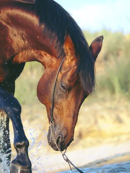 Retrato de cavalo de natação agradável — Fotografia de Stock