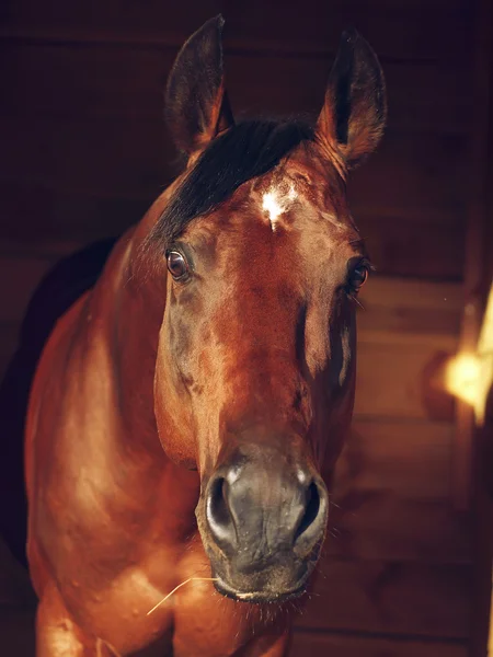 Retrato de cavalo-de-baía em caixa solta — Fotografia de Stock