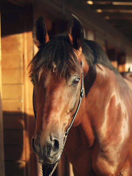 Porträt eines braunen Pferdes im Stall — Stockfoto