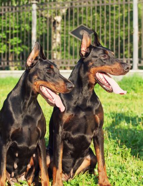 Couple of amazing black dobermans clipart