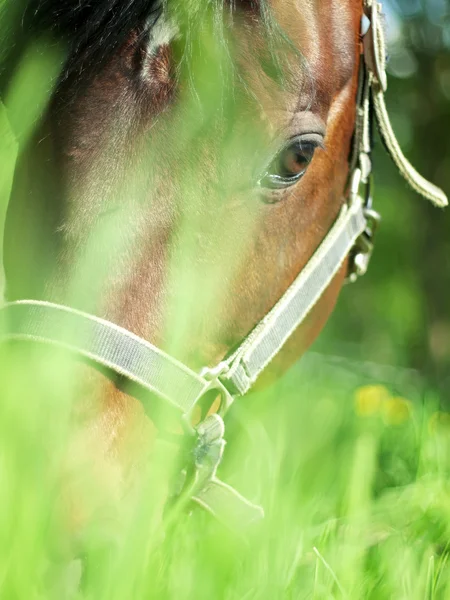 Portrait of beautiful grazing horse closeup — Stock Photo, Image