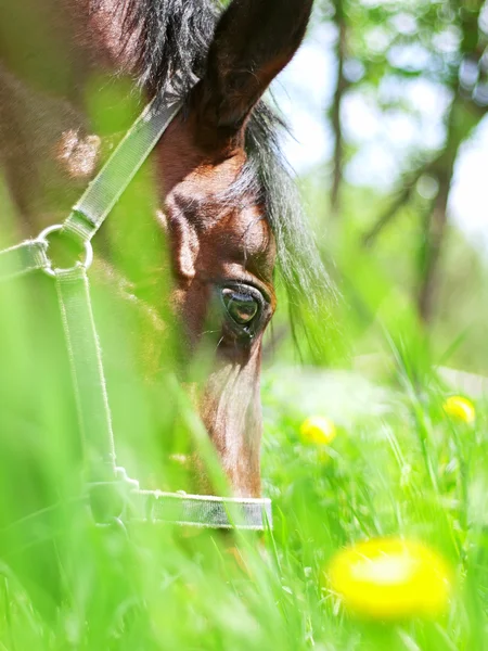 Porträtt av vackra betande häst närbild — Stockfoto