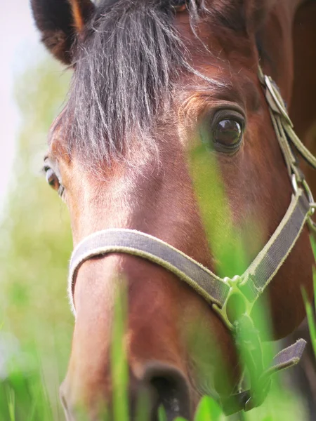 stock image Portrait of beautiful grazing horse closeup