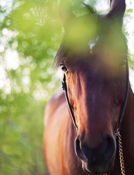 Retrato de hermoso caballo en temporada de primavera —  Fotos de Stock