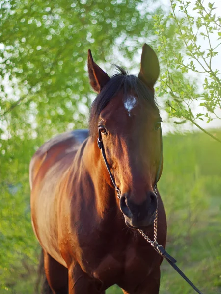 Portrait of beautiful horse in spring season — Stock Photo, Image