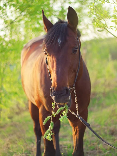 Vrij baai paard met bladeren in de lente seizoen — Stockfoto