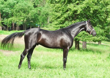 Exterior of beautiful young trakehner black stallion clipart