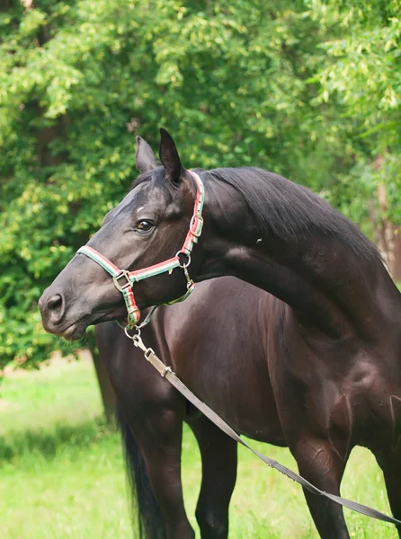 Portrait of beautiful young black stallion — Stock Photo, Image