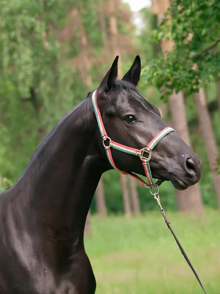 Portrait of wonderful black stallion — Stock Photo, Image