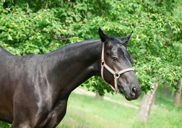 美丽年轻的黑色种马的肖像 — 图库照片