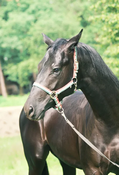 美丽年轻的黑色种马的肖像 — 图库照片