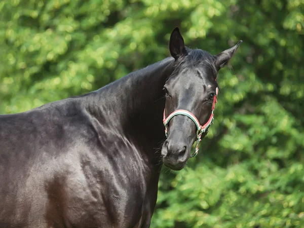 Portrait of beautiful young black stallion — Stock Photo, Image