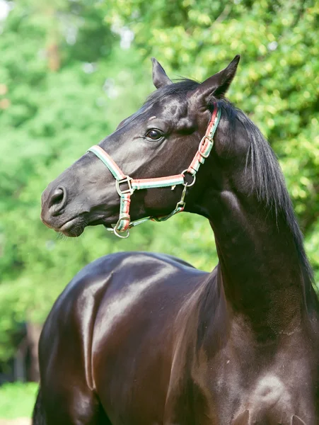 素晴らしい黒 trakehner 種馬の肖像画 — ストック写真