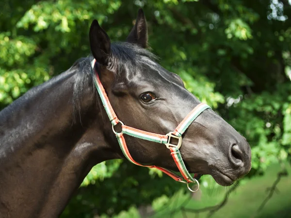 精彩的黑色种马的肖像 — 图库照片