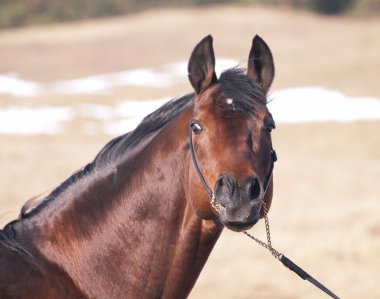 Portrait of bay horse in the spring field clipart