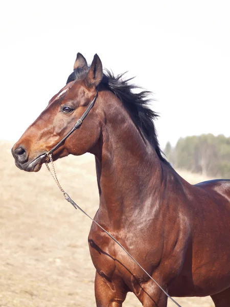 Портрет коня на весняному полі — стокове фото