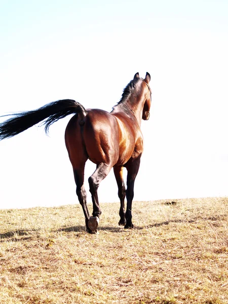 Kůň v poli jaro — Stock fotografie