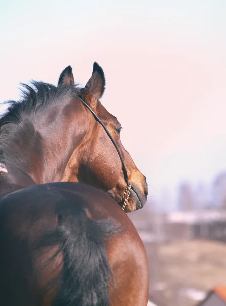 Portrét krásné plemeno koně za — Stock fotografie