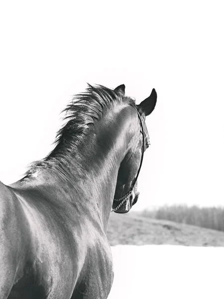 Ritratto di cavallo dietro — Foto Stock