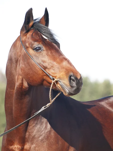 Retrato de movimiento de caballo de raza de laurel —  Fotos de Stock