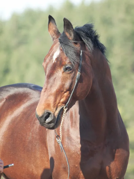 Portrait of bay horse in the spring field — Stock Photo, Image
