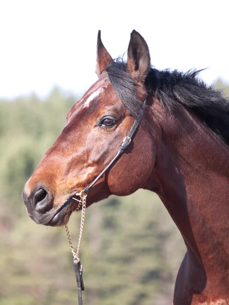 Portret van prachtig ras paard — Stockfoto