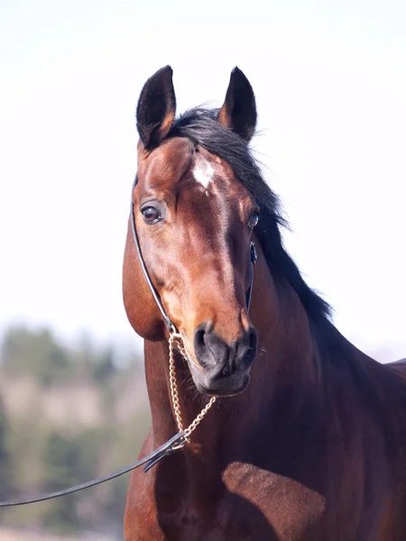 Porträtt av underbara rasen häst — Stockfoto