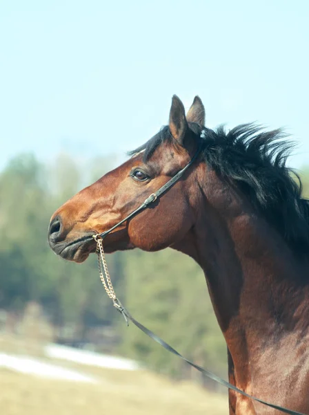 Portret Zatoka konia w polu wiosna — Zdjęcie stockowe