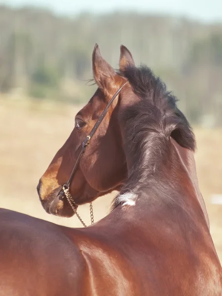Portrait of around bay horse — Stock Photo, Image